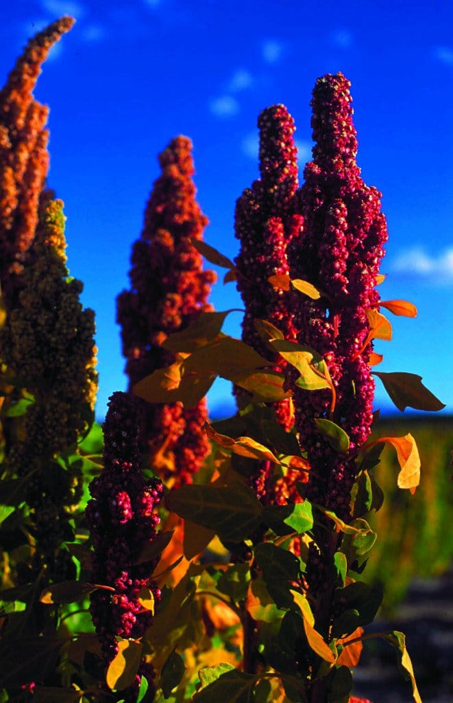 Quinoa