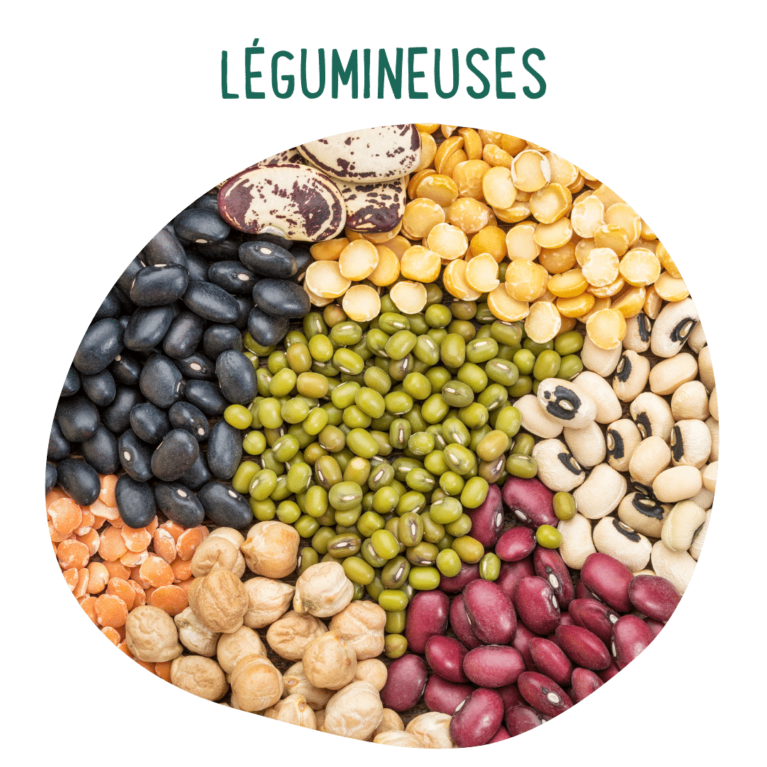 Légumineuses